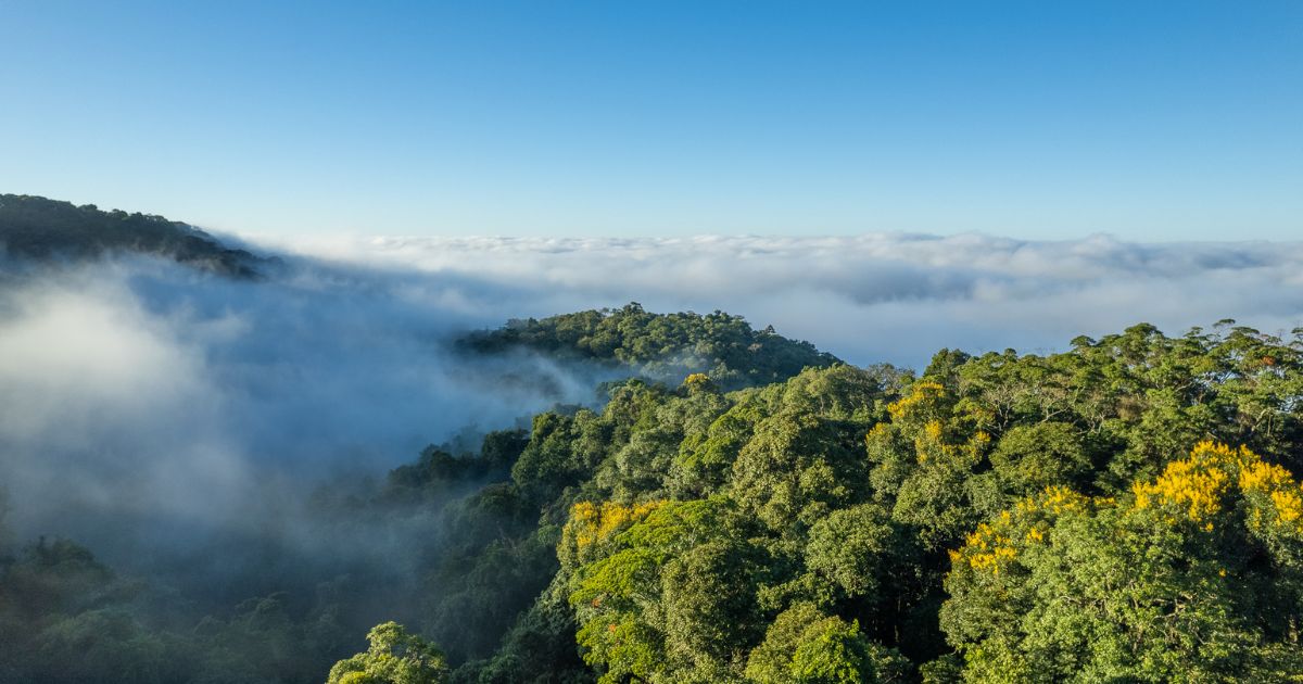 Distrito Itaqui, vista aérea, cso, na mata