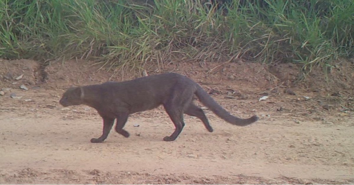 Gato-mourisco, felino de pelagem escura, flagrado caminhando em área natural próxima à empresa Goodyear, com vegetação ao fundo (goodyear, Onçafari, preservação, gato-mourisco)